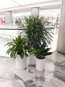 慈溪绿化养护专业团队，为城市添一抹绿